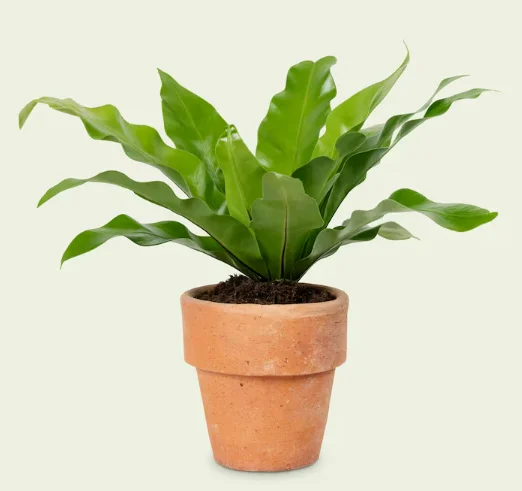 Imagem de Pré-visualização do Produto